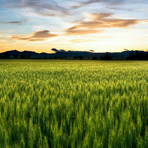 Meet your Posher, Jimmy